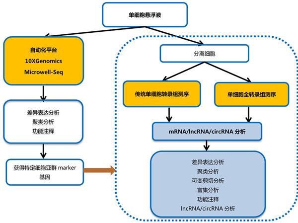 廉價(jià)的單細(xì)胞基因表達(dá)分析新技術(shù)